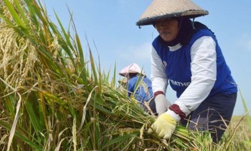 PERTANIAN SLEMAN : Agar Lebih Maju dan Produktif, Petani Perlu Inovasi Teknologi