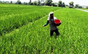 FOTO KELANGKAAN PUPUK : Pemupukan Tertunda, Pertumbuhan Melambat