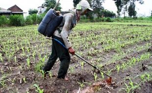 FOTO KELANGKAAN PUPUK : Tetes Tebu Alternatif Pemupukan Jagung