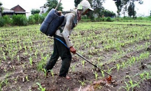 PUPUK LANGKA : Petani Madiun Pakai Tetes Tebu untuk Pupuk