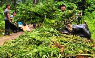 NARKOBA KLATEN : Hendak Pesta Ganja, 4 Pemuda Dibekuk Polisi