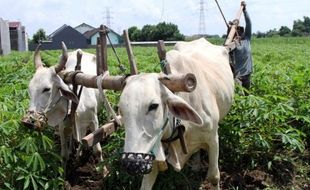 FOTO MUSIM PENGHUJAN : Petani Kediri Emoh Tanam Padi