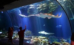 Jaya Ancol Resmi Berpisah dari Sea World