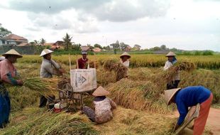 KETAHANAN PANGAN : Gangguan Cuaca Dipastikan Tak Pengaruhi Lahan Pertanian