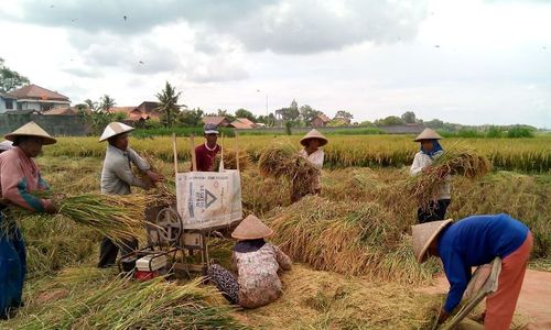 KETAHANAN PANGAN : Gangguan Cuaca Dipastikan Tak Pengaruhi Lahan Pertanian