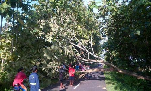 POHON TUMBANG : Awas, Ruas Jalan di Jogja Ini Rawan Pohon Tumbang