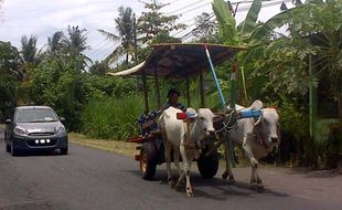 PERDA TRANSPORTASI TRADISIONAL : Bagaimana Nasib Gerobak Sapi?