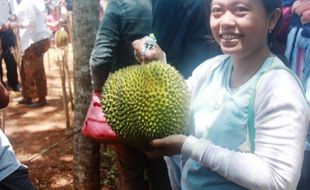 FESTIVAL DURIAN PATUK : Durian Seberat Tiga Kilo Ditebus Rp450.000