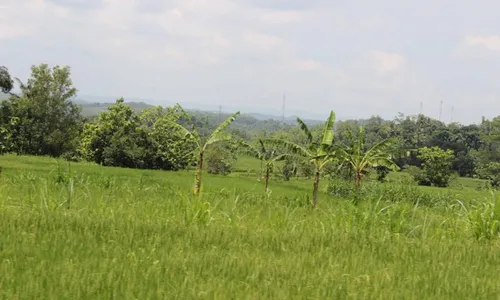 ALIH FUNGSI LAHAN : Sawah di Kota Jogja Tinggal 65 Hektare