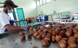 Harga Salak Kembali Anjlok, Rp1.500 Per Kg