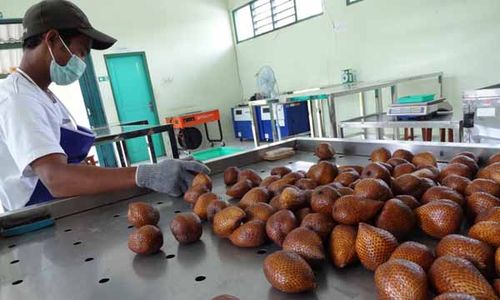 Harga Salak Kembali Anjlok, Rp1.500 Per Kg