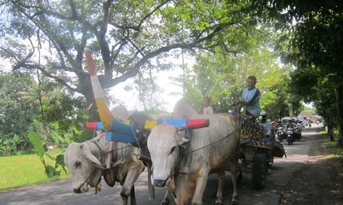 KELANGKAAN DAGING SAPI : Kebijakan Pembatasan Impor Sapi Dituding Jadi Biang Kelangkaan