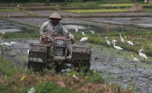 Diparkir di Sawah, Tiga Traktor Petani Raib Dicuri