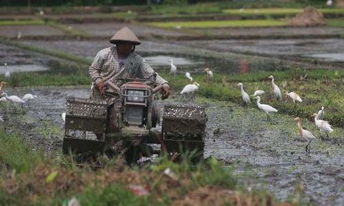 PERTANIAN BOYOLALI : Ini Wacana Pemkab Cegah Alih Fungsi Sawah