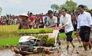 HASIL PERTANIAN : Jokowi Panen Padi Varietas IPB