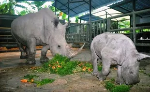 FOTO BADAK PUTIH : Wah! Seekor Badak Putih Lahir di TSI!