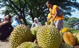 FOTO BUAH LOKAL : Durian Pagotan Mulai Rp15.000/Butir, Mau?