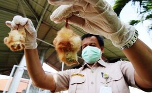 FOTO DOC Belanda Dimusnahkan di Soetta