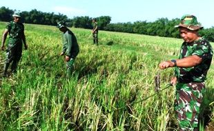 PERTANIAN SLEMAN : 17 Ha Sawah Diserang Hama Tikus