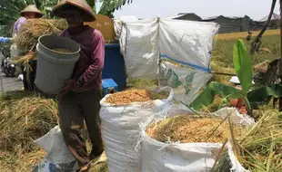 PERTANIAN SUKOHARJO : Petani Bingung Sistem Distribusi Serapan Gabah Bulog