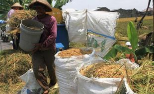 PERTANIAN BOJONEGORO : Harga Gabah di Bojonegoro Capai Rp3.800/kg