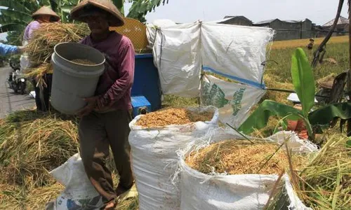 PENYERAPAN GABAH : Bulog Diminta Sesuaikan Harga Pasar Gabah