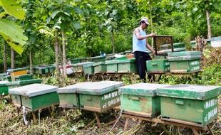 BUDIDAYA LEBAH MADU : Tanaman Semakin Berkurang, Lebah Madu Butuh Pakan Alternatif