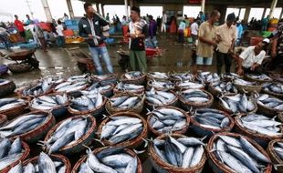 Keren! Kulonprogo Bangun Tempat Lelang Ikan Berbasis Wisata di Pantai Congot