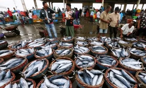 Keren! Kulonprogo Bangun Tempat Lelang Ikan Berbasis Wisata di Pantai Congot