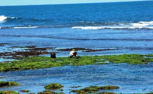 MUSIM KEMARAU : Panas Matahari Membuat Rumput Laut Lebih Subur