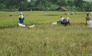 PERTANIAN KLATEN : Terancam Wereng, 100 Hektare Tanaman Padi Dipanen Dini 