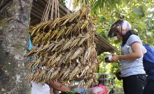 KULINER GUNUNGKIDUL : Belalang Oleh-oleh Khas, Bahan Baku "Impor"