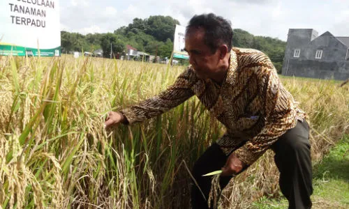 PRODUKSI PANGAN : BI Purwokerto Kembangkan Padi Pakai Metode Hazton di Banyumas