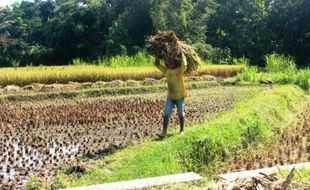 Produksi Padi Gunungkidul Surplus 30.000 Ton