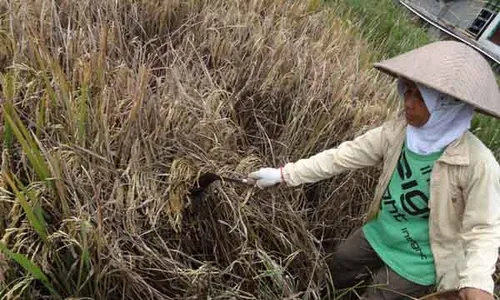 PRODUKSI PADI SLEMAN : Gangguan Cuaca Diyakini Tak Berpengaruh terhadap Swasembada Pangan