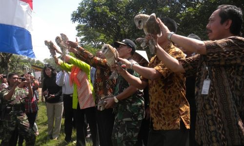 PERTANIAN SUKOHARJO : Basmi Tikus, Dispertan Galakkan Penangkaran Burung Hantu