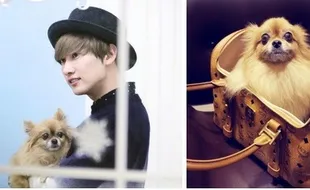 K-POP : Kabar Duka Nge-Hits: Anjing Eunhyuk Suju Mati