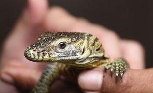 TAMAN KOMODO : Perkin Jatim Dukung Taman Komodo di Surabaya