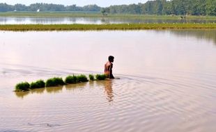 FOTO BANJIR NGAWI : Petani Ngawi Terpaksa Entas Bibit Padi