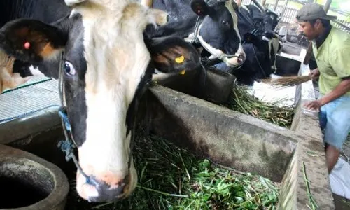 FOTO PETERNAKAN SAPI : Harga Bekatul Melambung, Harga Susu Tidak