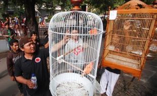 LOMBA BURUNG BERKICAU : Daripada Lepas Balon, Lebih Baik Lepas Burung