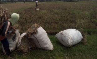 ASURANSI PERTANIAN : Petani Sukoharjo Pertanyakan Kejelasan Asuransi Pertanian