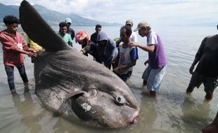 FOTO IKAN RAKSASA : Terdampar, Molamola Raksasa Emoh Diusir