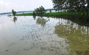 PERTANIAN WONOGIRI : Diserang Tikus dan Luapan WKO, Puluhan Hektare Sawah Terancam