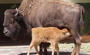 SATWA TAMAN SAFARI PRIGEN : Taman Safari Prigen Mempunyai Keluarga Baru