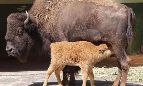 SATWA TAMAN SAFARI PRIGEN : Taman Safari Prigen Mempunyai Keluarga Baru