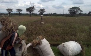 PERTANIAN KLATEN : Wereng Bikin Petani Trasan Gagal Panen