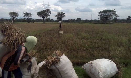 PERTANIAN KLATEN : Wereng Bikin Petani Trasan Gagal Panen