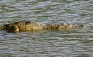 BUAYA SIDOARJO : Kali Porong Habitat Asli Buaya Muara Minus Konflik