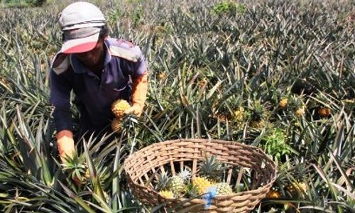 FOTO PERTANIAN KEDIRI : Nanas Kelud Kini Rp1.000/Butir